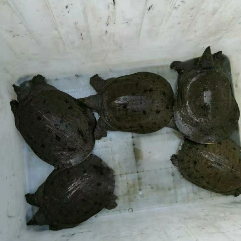 精品优选4-6两温室甲鱼苗，养殖专用苗，量大从优。易养