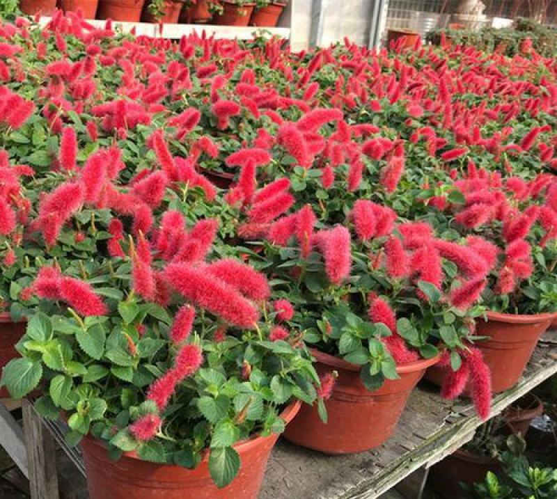 红樱吊兰岁岁红垂吊盆栽狗尾红红穗铁苋菜红色吊兰垂吊花卉