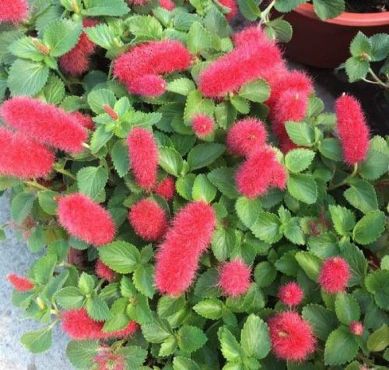 红樱吊兰岁岁红垂吊盆栽狗尾红红穗铁苋菜红色吊兰垂吊花卉