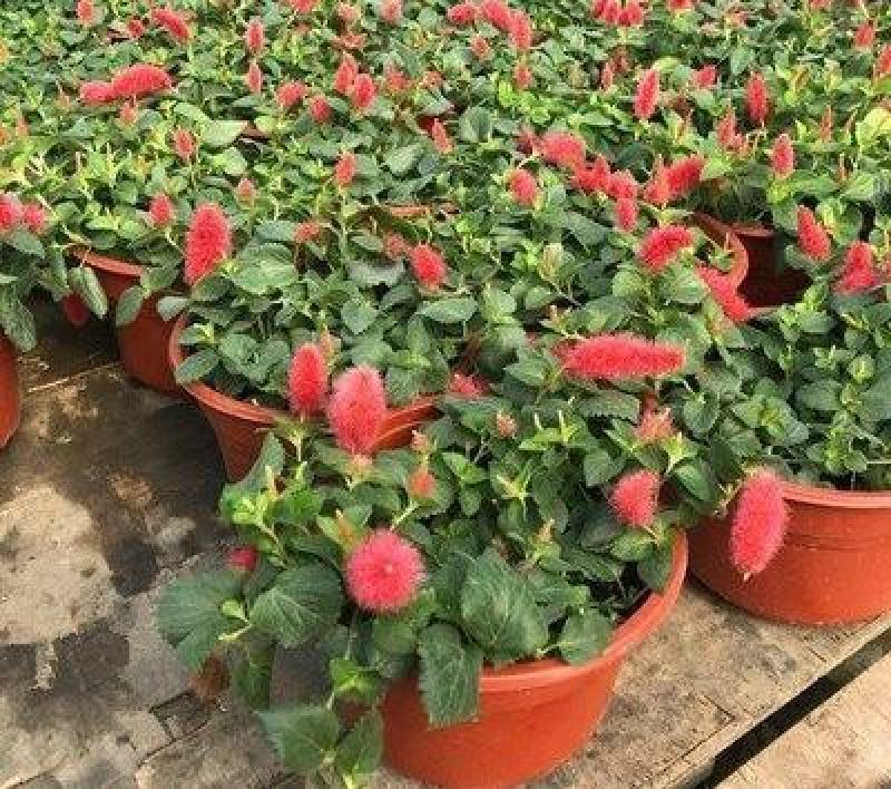 红樱吊兰岁岁红垂吊盆栽狗尾红红穗铁苋菜红色吊兰垂吊花卉