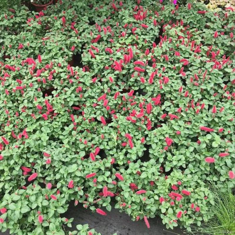 红樱吊兰岁岁红垂吊盆栽狗尾红红穗铁苋菜红色吊兰垂吊花卉