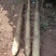 广西精品淮山，本地白鬼山药，。大量上市中，欢迎你的咨询