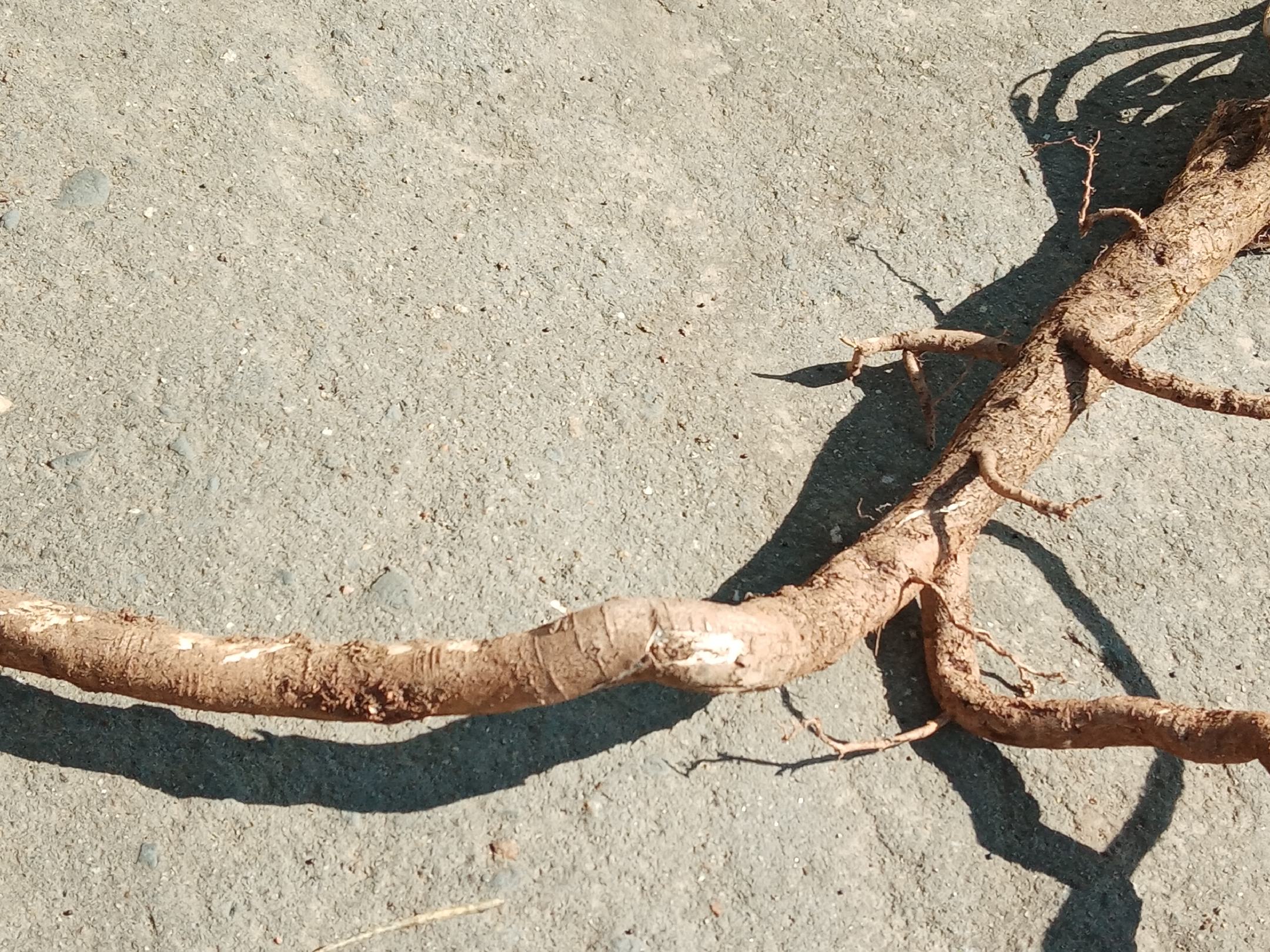 图片说明:左侧为干燥的黄芪根,右侧为干燥的黄芩根,两者均为中药材,常用于中药汤剂和养生茶饮中 黄芪与黄芩药材对比图