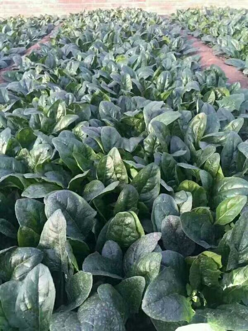 菠菜种子春秋播大叶菠菜夏季耐热菠菜种子蔬菜种子四季播
