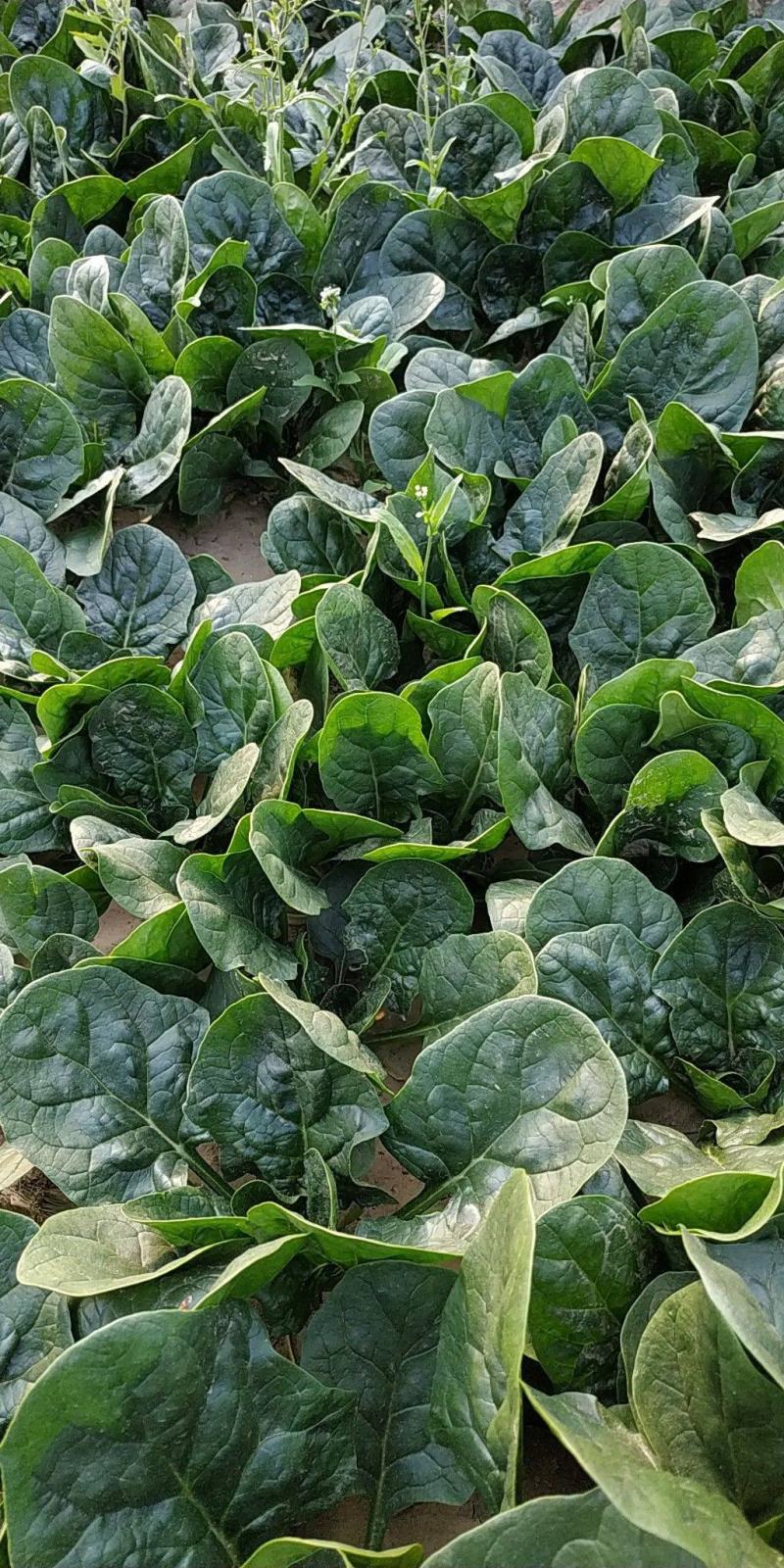 菠菜种子春秋播大叶菠菜夏季耐热菠菜种子蔬菜种子四季播