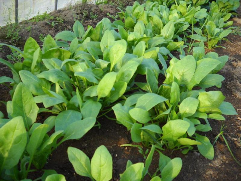 菠菜种子春秋播大叶菠菜夏季耐热菠菜种子蔬菜种子四季播