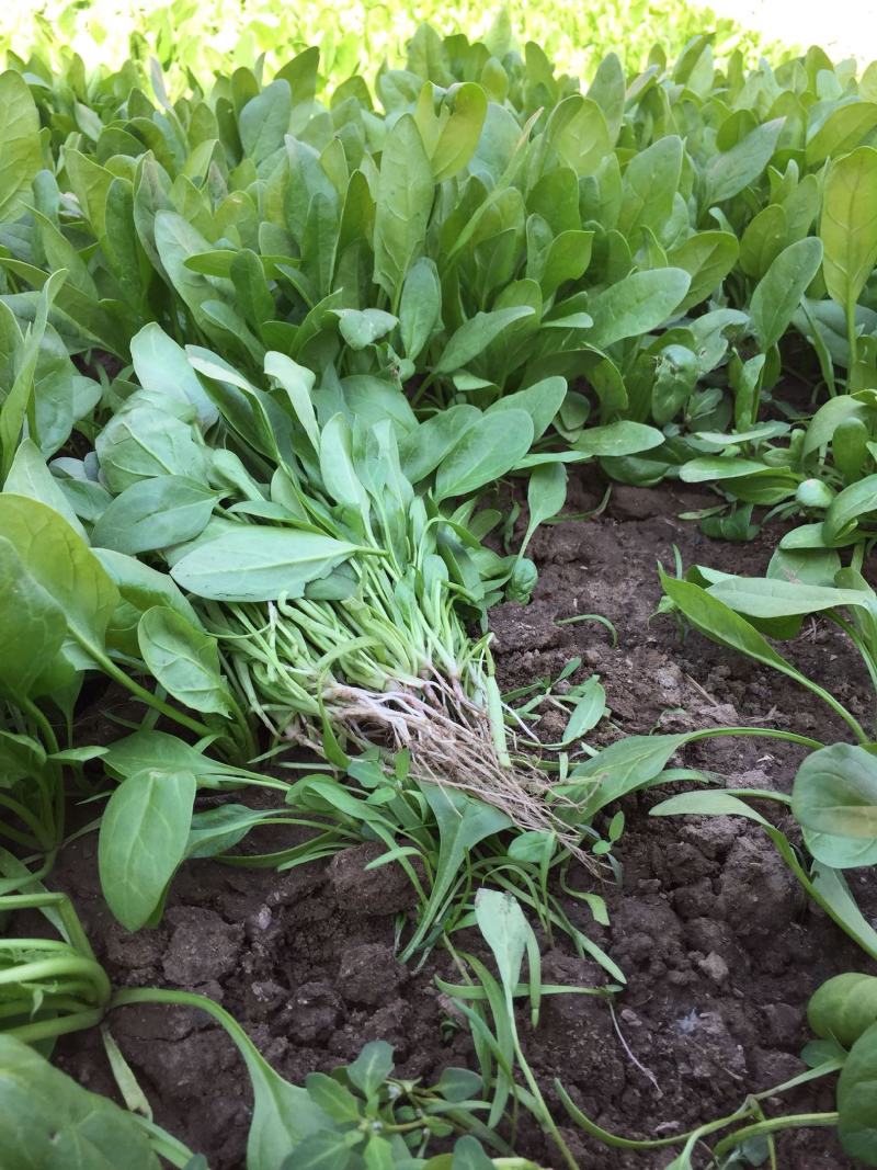 菠菜种子春秋播大叶菠菜夏季耐热菠菜种子蔬菜种子四季播
