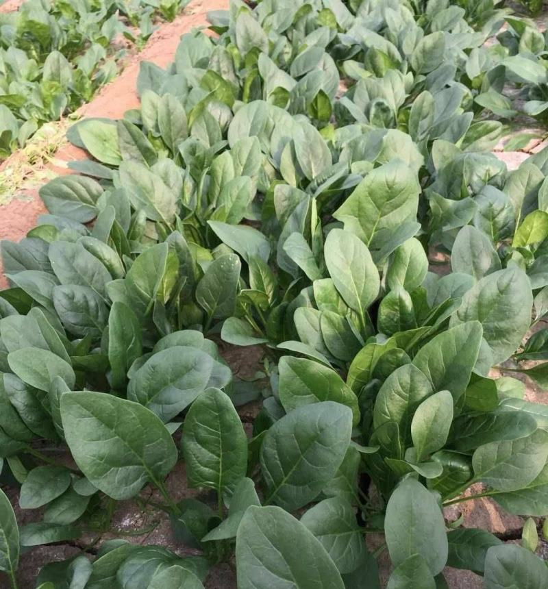 菠菜种子春秋播大叶菠菜夏季耐热菠菜种子蔬菜种子四季播