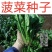 菠菜种子春秋播大叶菠菜夏季耐热菠菜种子蔬菜种子四季播
