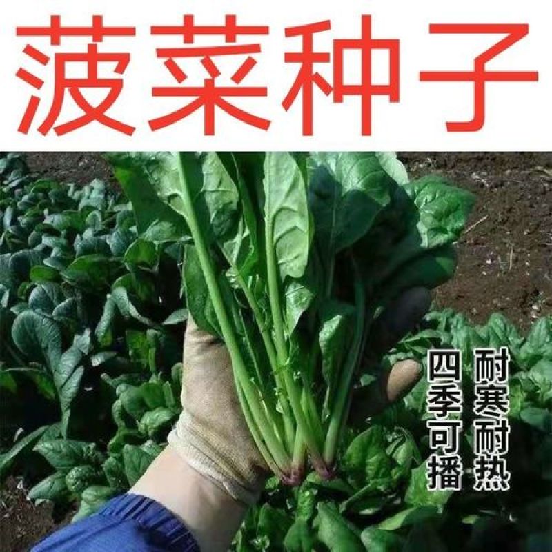 菠菜种子春秋播大叶菠菜夏季耐热菠菜种子蔬菜种子四季播
