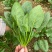 菠菜种子春秋播大叶菠菜夏季耐热菠菜种子蔬菜种子四季播