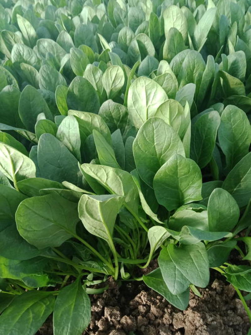 菠菜种子春秋播大叶菠菜夏季耐热菠菜种子蔬菜种子四季播