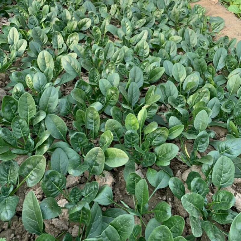 菠菜种子春秋播大叶菠菜夏季耐热菠菜种子蔬菜种子四季播