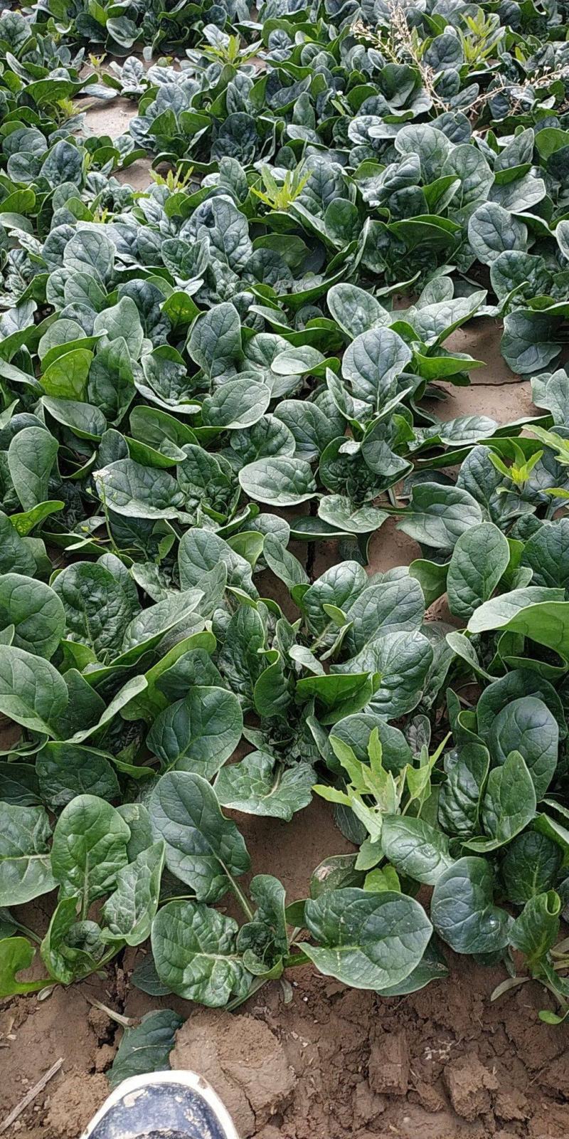 菠菜种子春秋播大叶菠菜夏季耐热菠菜种子蔬菜种子四季播