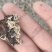 玛卡菌片………核桃菌片