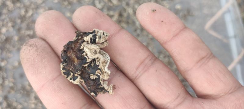 玛卡菌片………核桃菌片