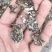 玛卡菌片………核桃菌片
