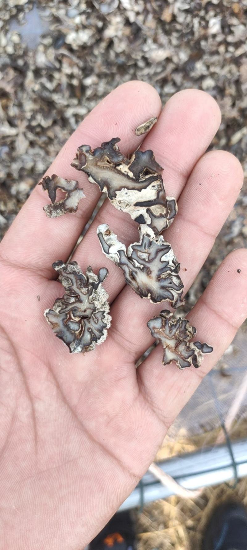 玛卡菌片………核桃菌片
