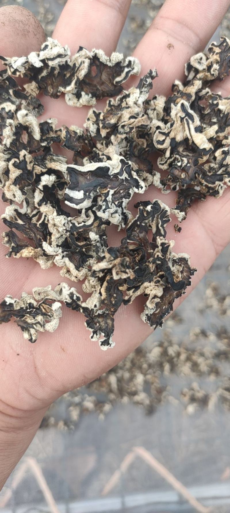玛卡菌片………核桃菌片
