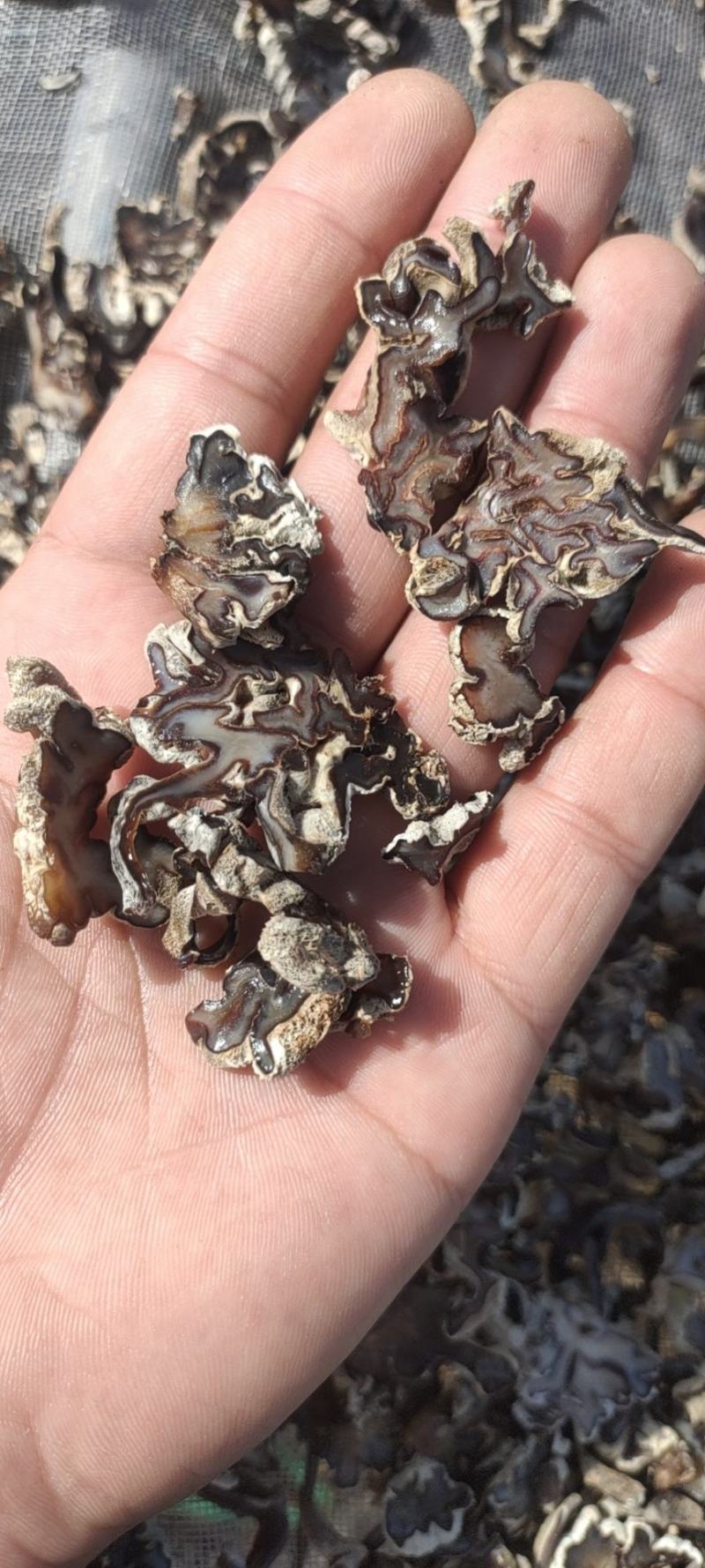 玛卡菌片………核桃菌片