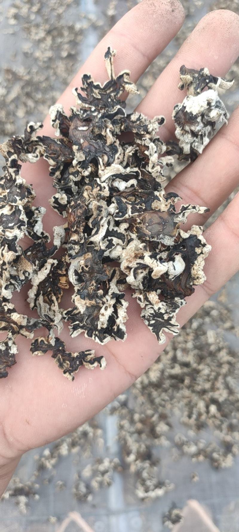 玛卡菌片………核桃菌片