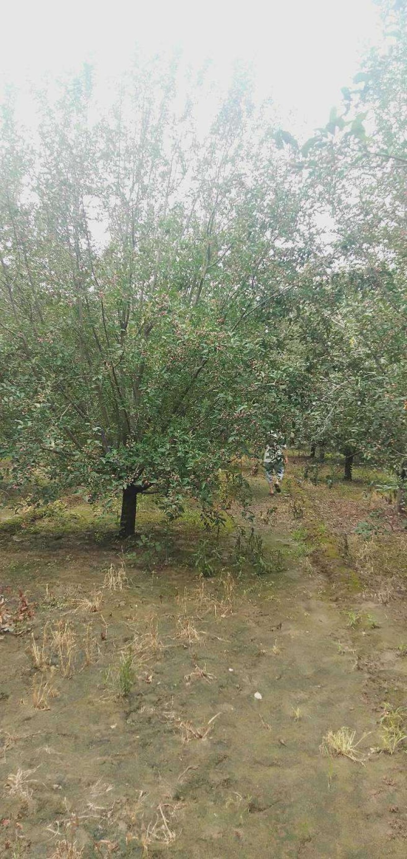 绚丽海棠1-25公分产地直销，诚信经营海棠基地直销
