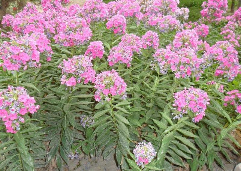 福禄考种子四季播种鲜花花海道路室内阳台盆栽易种植