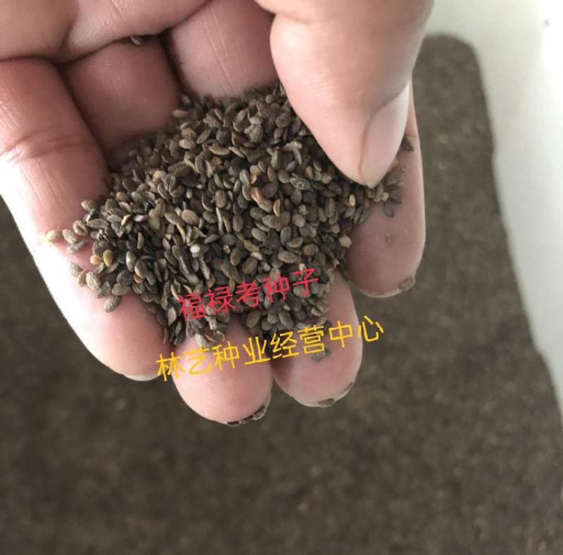 福禄考种子四季播种鲜花花海道路室内阳台盆栽易种植