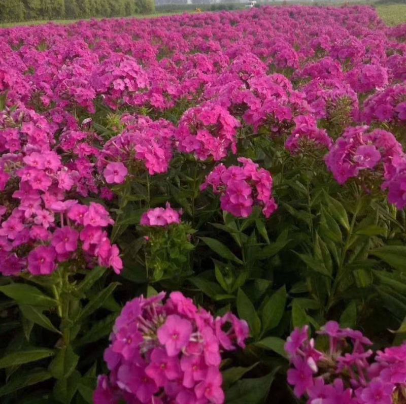 福禄考种子四季播种鲜花花海道路室内阳台盆栽易种植