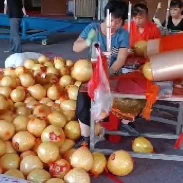 高山老树金柚