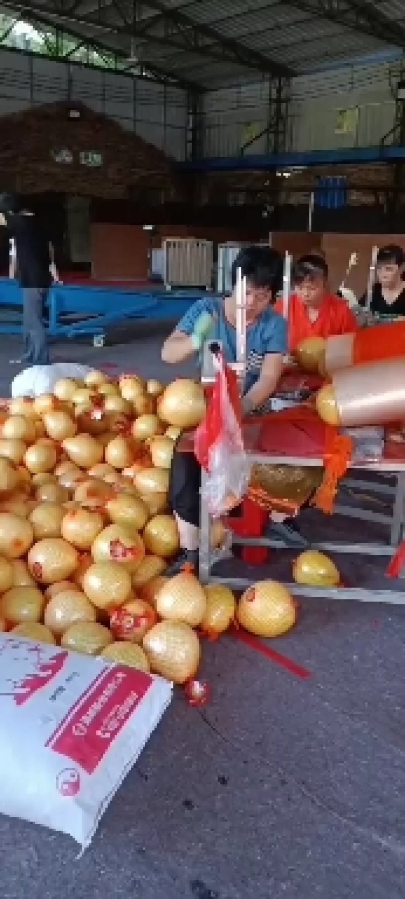 高山老树金柚