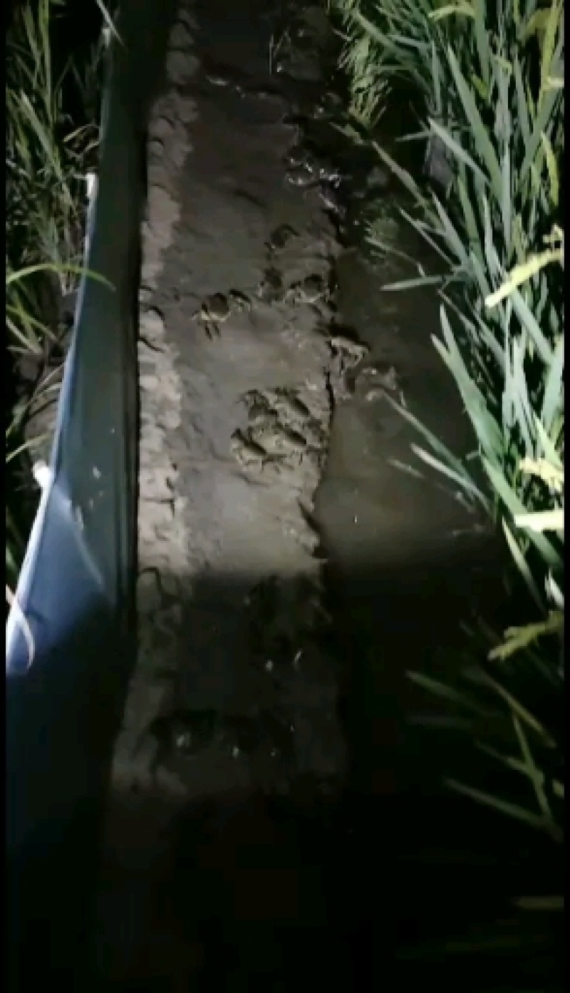 精品优质盘锦稻田河蟹大闸蟹基地直供全国发货