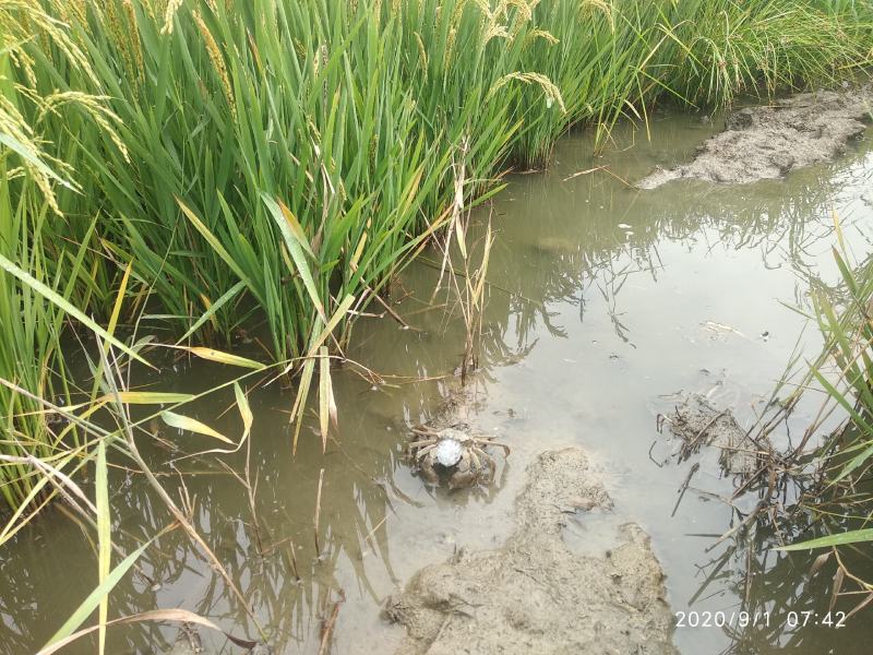 精品优质盘锦稻田河蟹大闸蟹基地直供全国发货