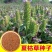 散装夏枯草种子新采药材白毛夏枯球种籽四季播种简单发芽率高