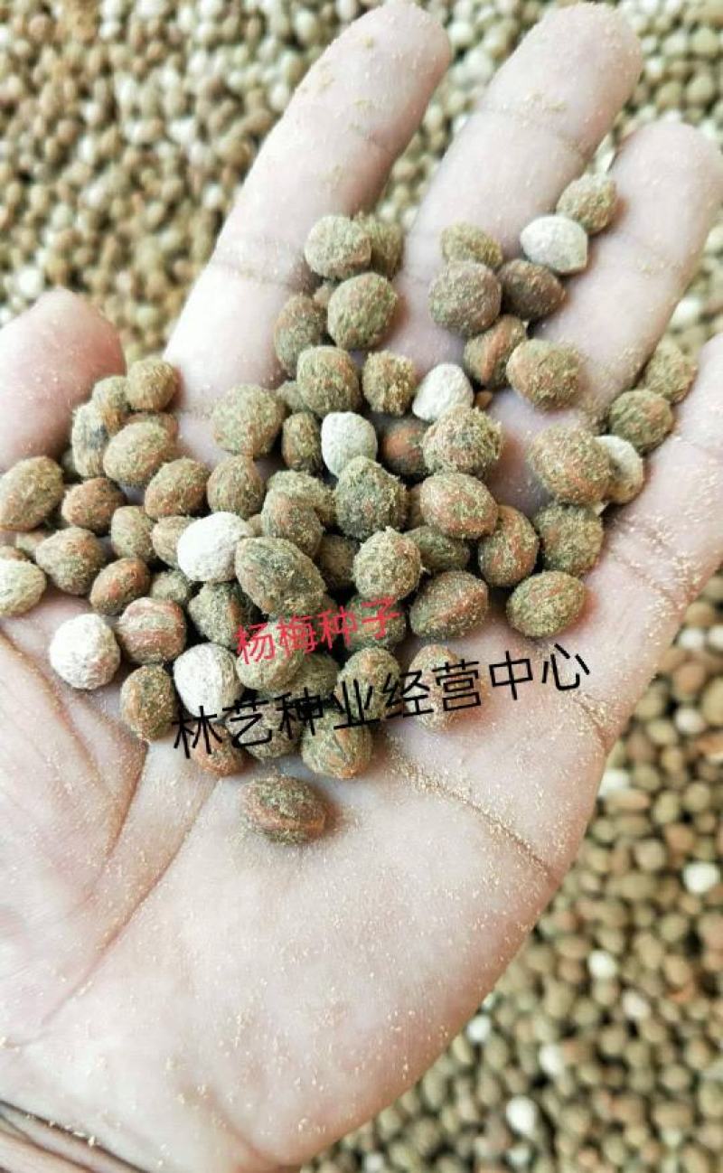 新采摘杨梅种子水果树种子东魁杨梅种子圣生梅白蒂梅树梅