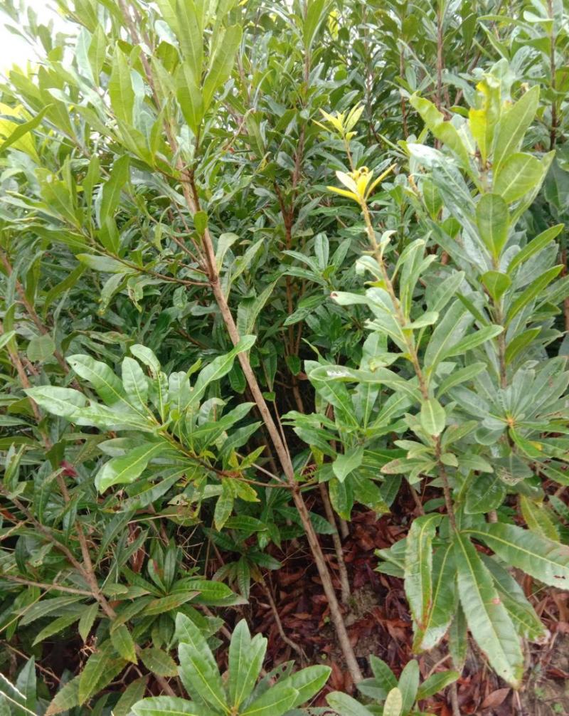 新采摘杨梅种子水果树种子东魁杨梅种子圣生梅白蒂梅树梅