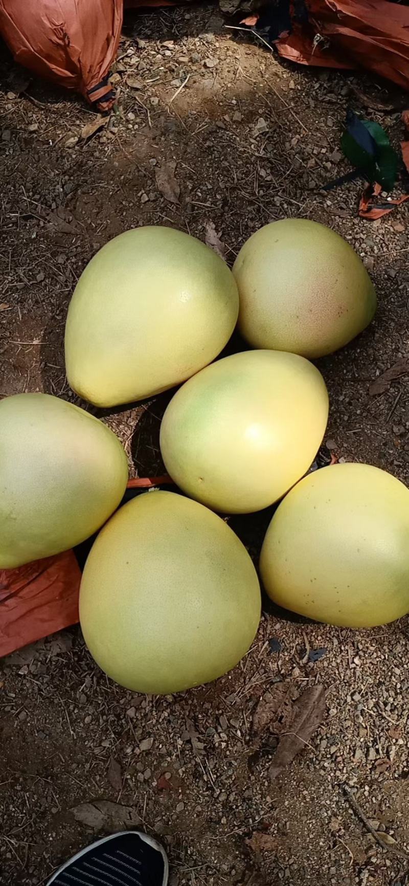 三红蜜柚