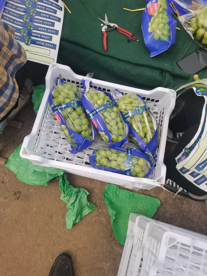 阳光玫瑰葡萄苗，嫁接苗，扦插苗，棵棵手选保证纯度