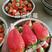 奶油草莓苗牛奶草莓苗章姬草莓苗（甜宝）保证品种现挖苗