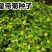 皇帝菊种子黄帝菊多花繁茂花期长阳台庭院盆栽室内