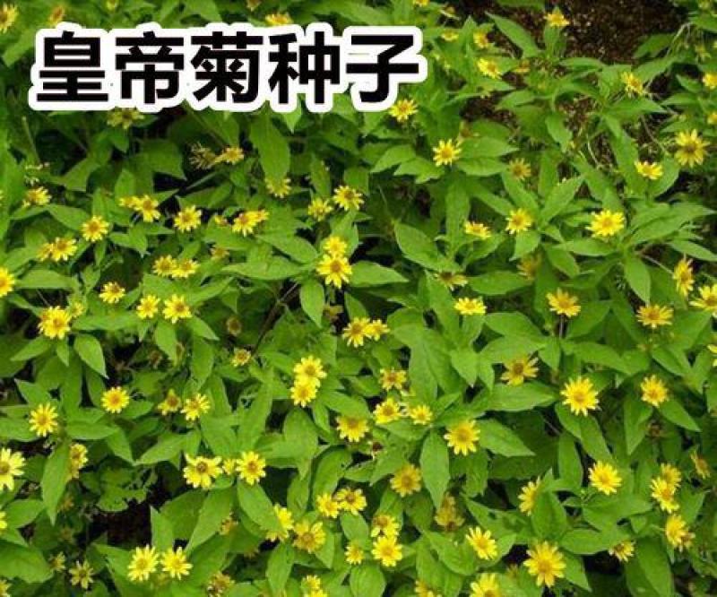 皇帝菊种子黄帝菊多花繁茂花期长阳台庭院盆栽室内
