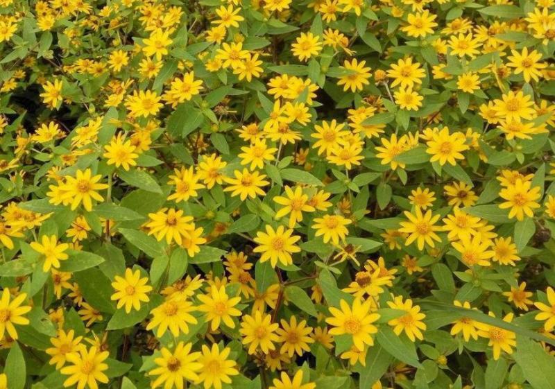 皇帝菊种子黄帝菊多花繁茂花期长阳台庭院盆栽室内