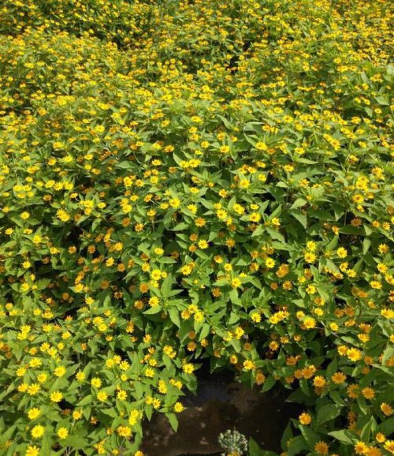 皇帝菊种子黄帝菊多花繁茂花期长阳台庭院盆栽室内