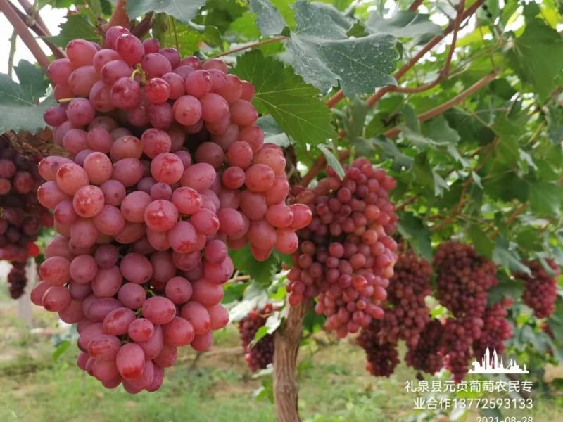 冰美人葡萄苗30~50cm1年棵棵手选一级苗