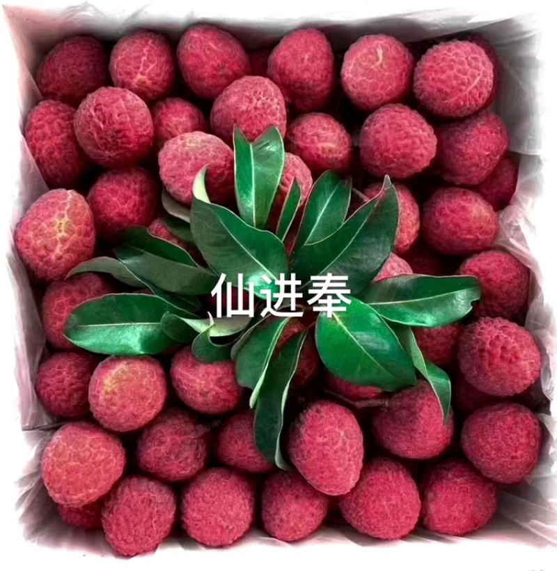 仙进奉高压苗