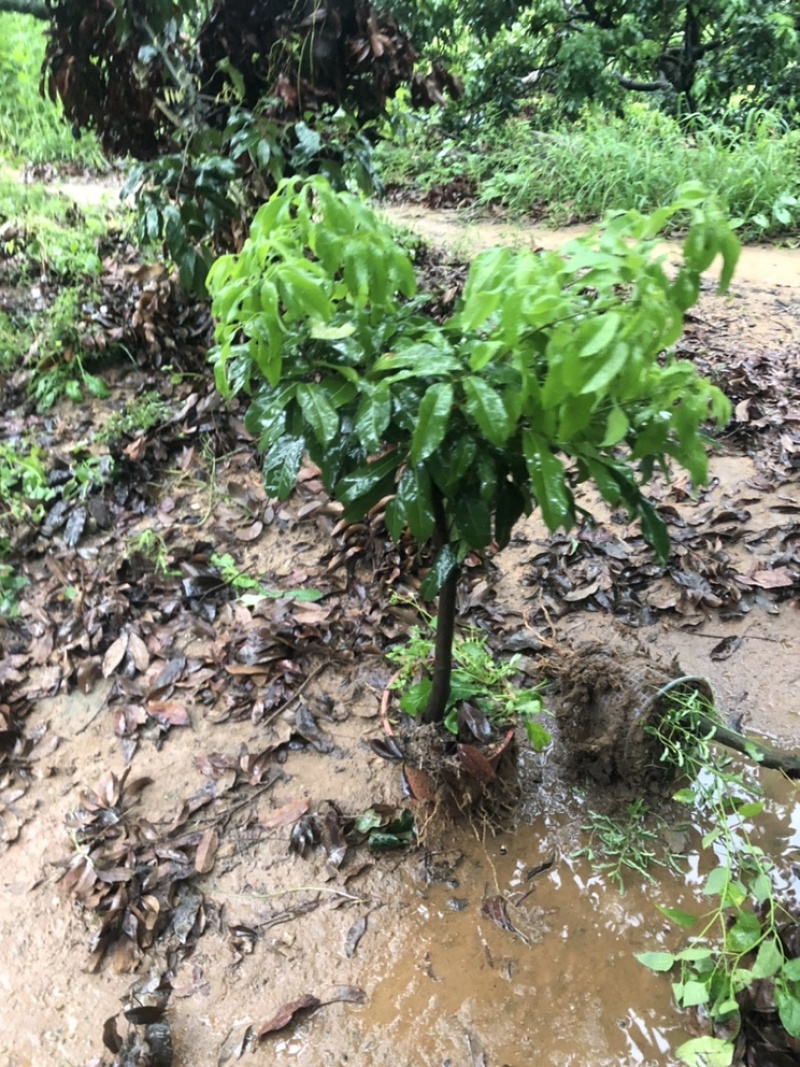 仙进奉高压苗