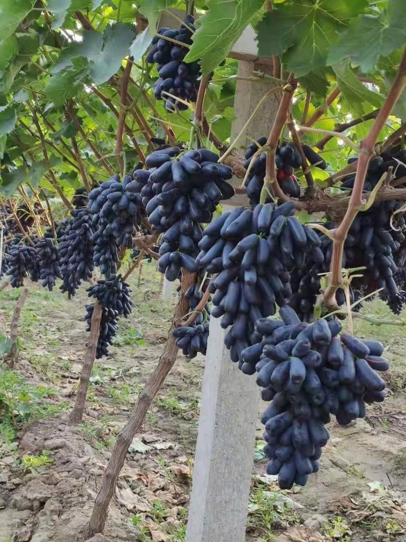 紫甜无核a17嫁接葡萄苗30~50cm1年