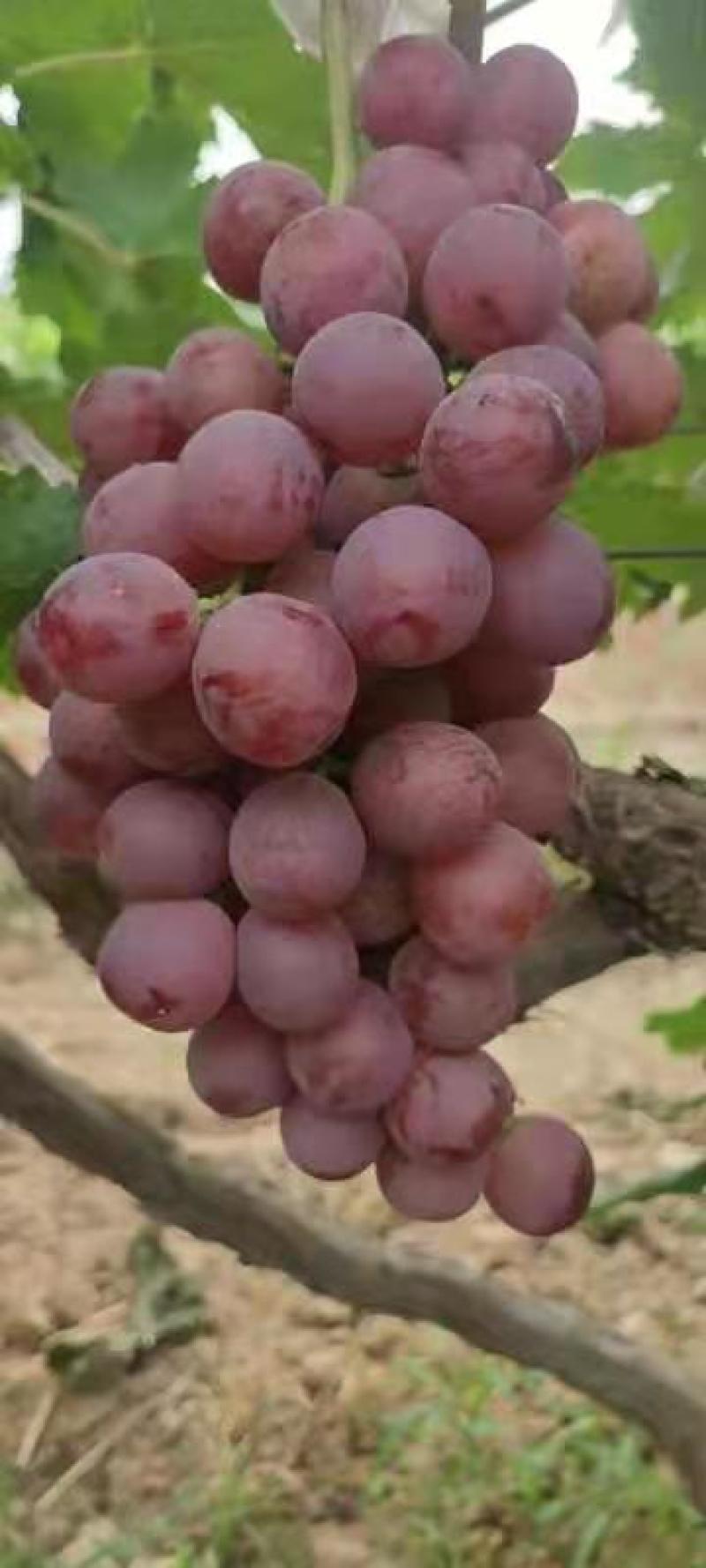 紫甜无核a17嫁接葡萄苗30~50cm1年