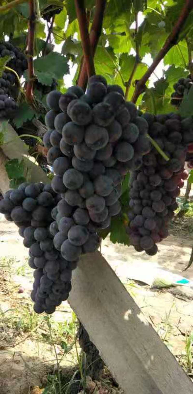 紫甜无核a17嫁接葡萄苗30~50cm1年