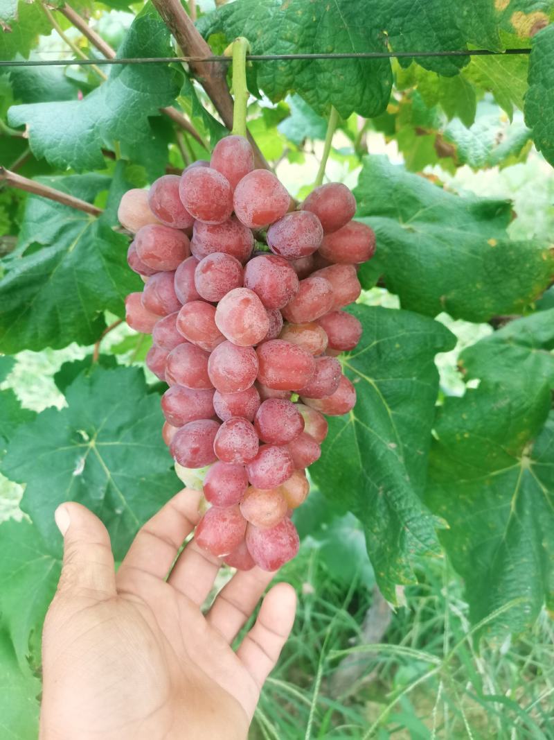 紫甜无核a17嫁接葡萄苗30~50cm1年